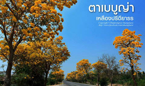 ถนนสายดอกไม้ เหลืองปรีดียาธร งดงามอร่ามตา ที่สุพรรณบุรี